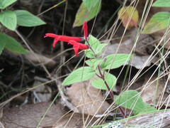 Salvia elegans