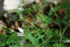 Ornithogalum umbellatum