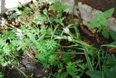 Ornithogalum umbellatum