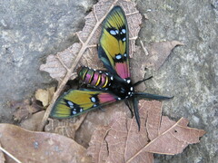 Chrysocale principalis