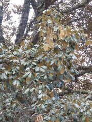 Quercus crassifolia