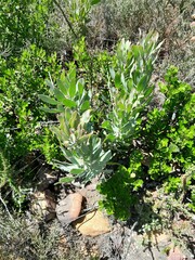 Protea burchellii × laurifolia