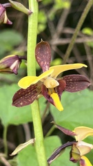 Eulophia streptopetala