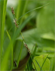 Carex lanceolata