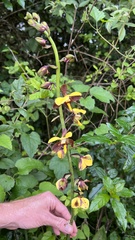 Eulophia streptopetala