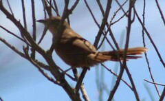 Phacellodomus striaticollis