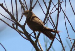 Phacellodomus striaticollis