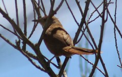 Phacellodomus striaticollis