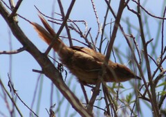Phacellodomus striaticollis