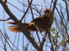 Phacellodomus striaticollis