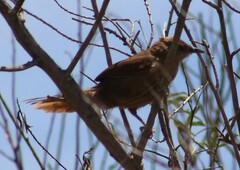 Phacellodomus striaticollis