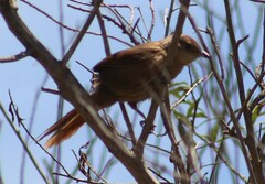 Phacellodomus striaticollis