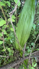 Eulophia streptopetala