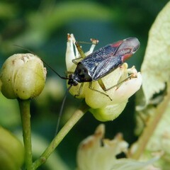 Closterotomus trivialis