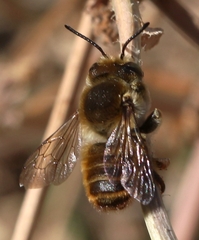Megachile maritima