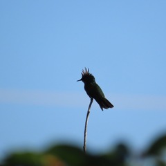 Orthorhyncus cristatus