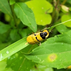 Chauliognathus missionum