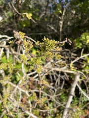 Forestiera segregata