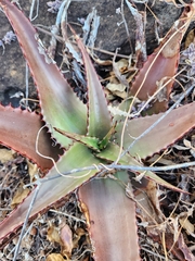 Aloe