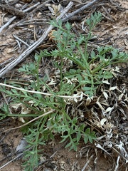 Cymopterus sessiliflorus