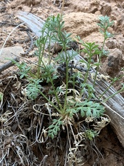 Cymopterus sessiliflorus