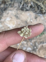 Cymopterus sessiliflorus