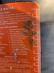 Cymopterus sessiliflorus