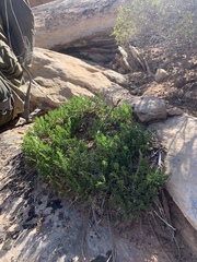 Cymopterus sessiliflorus