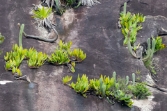 Philodendron crassinervium