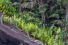 Philodendron crassinervium