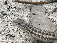 Sceloporus cozumelae