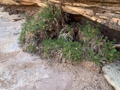 Cymopterus sessiliflorus