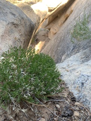 Cymopterus sessiliflorus