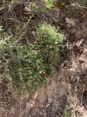 Cymopterus sessiliflorus