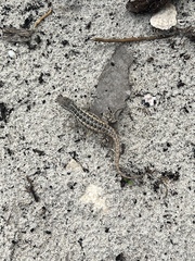 Sceloporus cozumelae