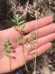 Cymopterus sessiliflorus