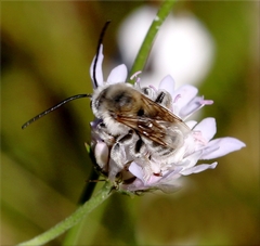 Eucera