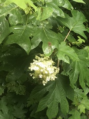 Hydrangea quercifolia
