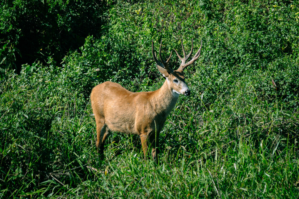 Marsh Deers