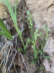 Platanthera zothecina