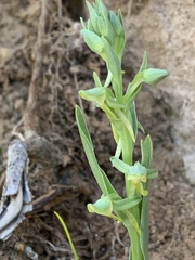 Platanthera zothecina