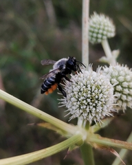 Megachile pollinosa