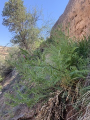 Cirsium calcareum