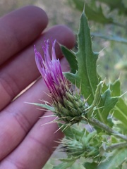Cirsium calcareum