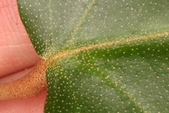 Croton carpostellatus