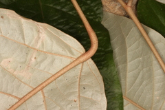 Croton carpostellatus