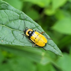 Chauliognathus missionum