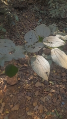 Boehmeria macrophylla