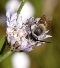 Eucera