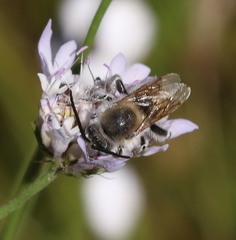 Eucera